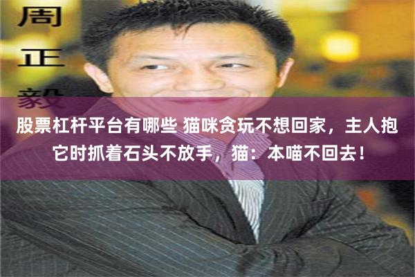 股票杠杆平台有哪些 猫咪贪玩不想回家，主人抱它时抓着石头不放手，猫：本喵不回去！